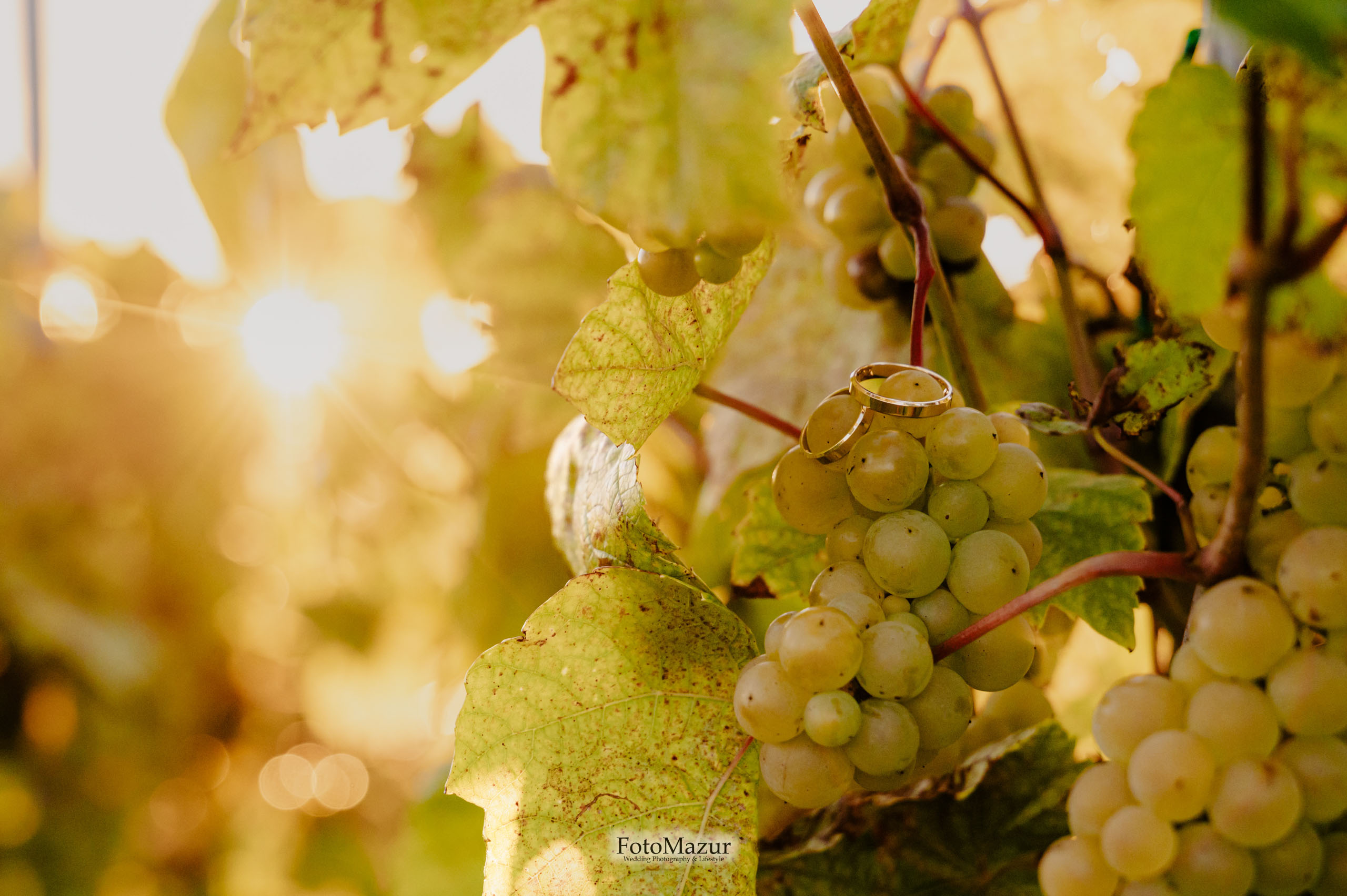 Sesja ślubna w winnicy - zdjęcie obrączek leżących na kiści winogron na tle promieni słonecznych.